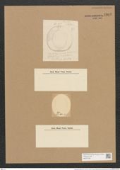 Campylodiscus adriaticus Grun. (de-Toni-Nr.: Genus 57, Species 2468) Zeichnungen Sammlung Grunow Nr. 4968 (NHMW-BOT-W0373196)